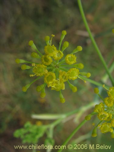 Bild von Foeniculum vulgare (Hinojo). Klicken Sie, um den Ausschnitt zu vergrössern.